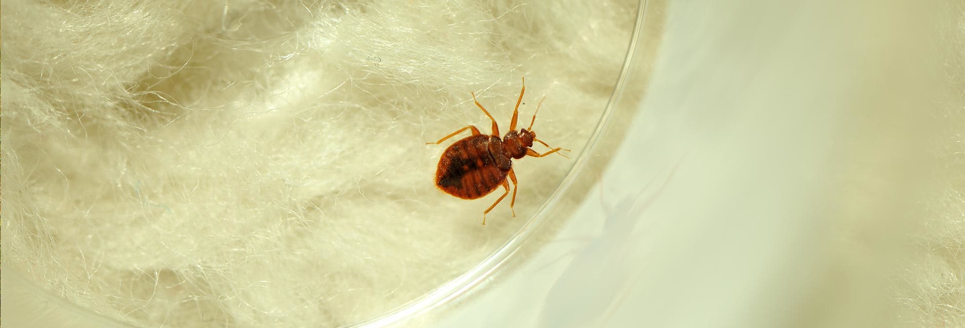 Bed Bug Treatment for Low Income Families